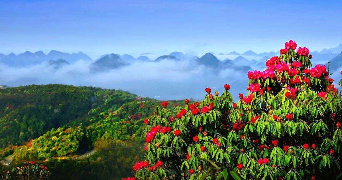 贵州毕节将举办杜鹃花节